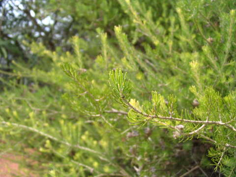 Image of Melaleuca ebracteata (F. Müll.) Craven & R. D. Edwards