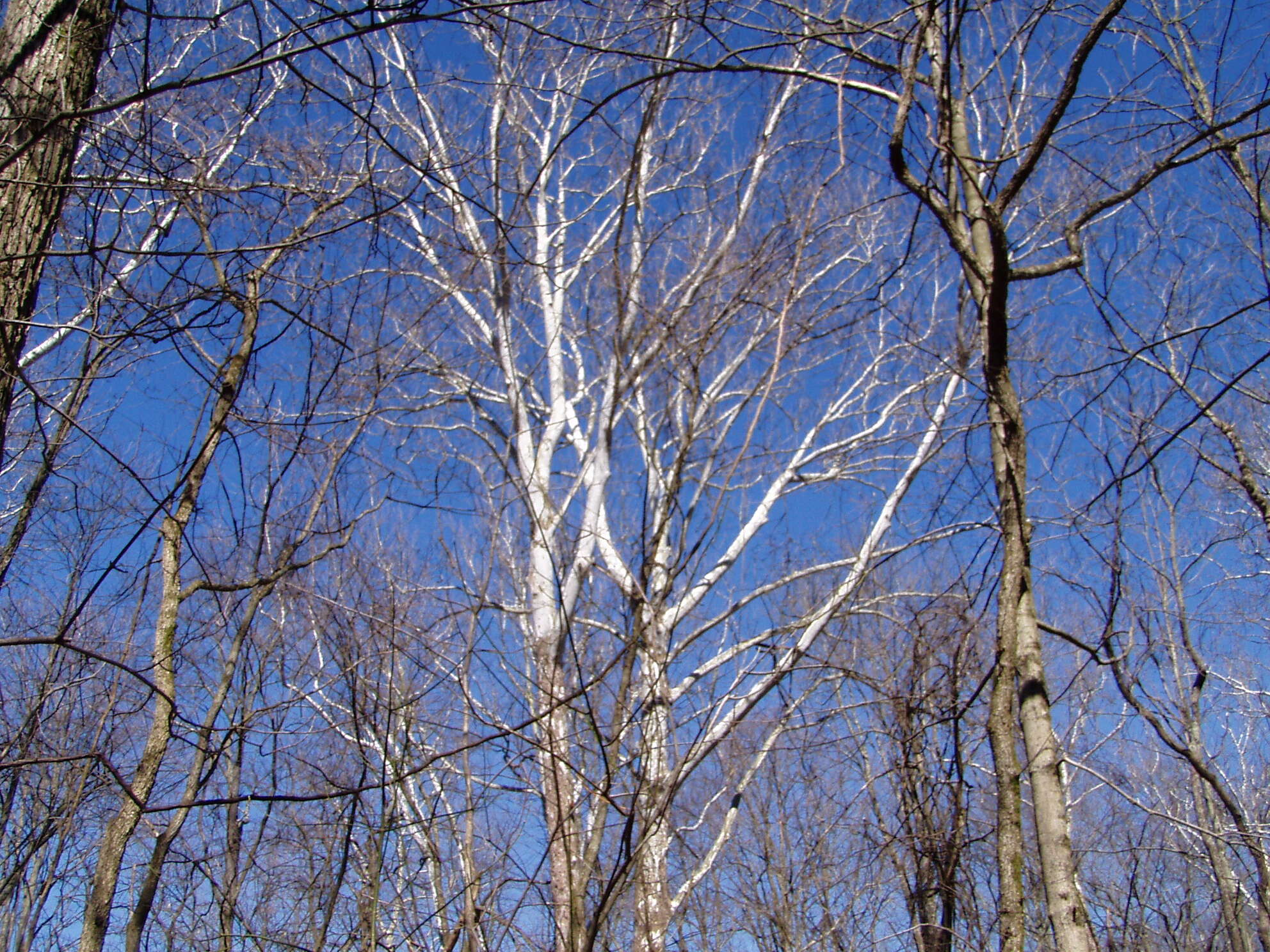 Imagem de Platanus occidentalis L.