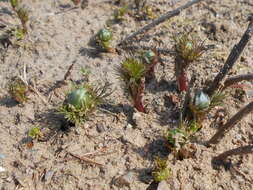 Image of false hellebore