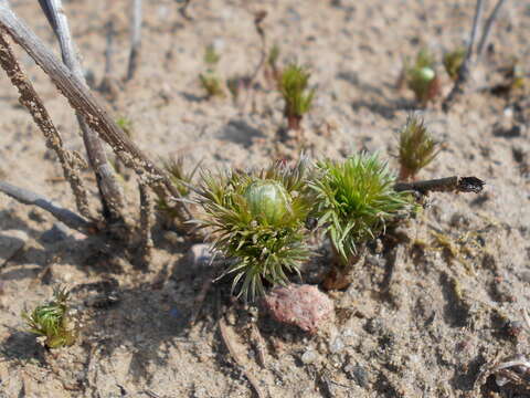 Image of false hellebore