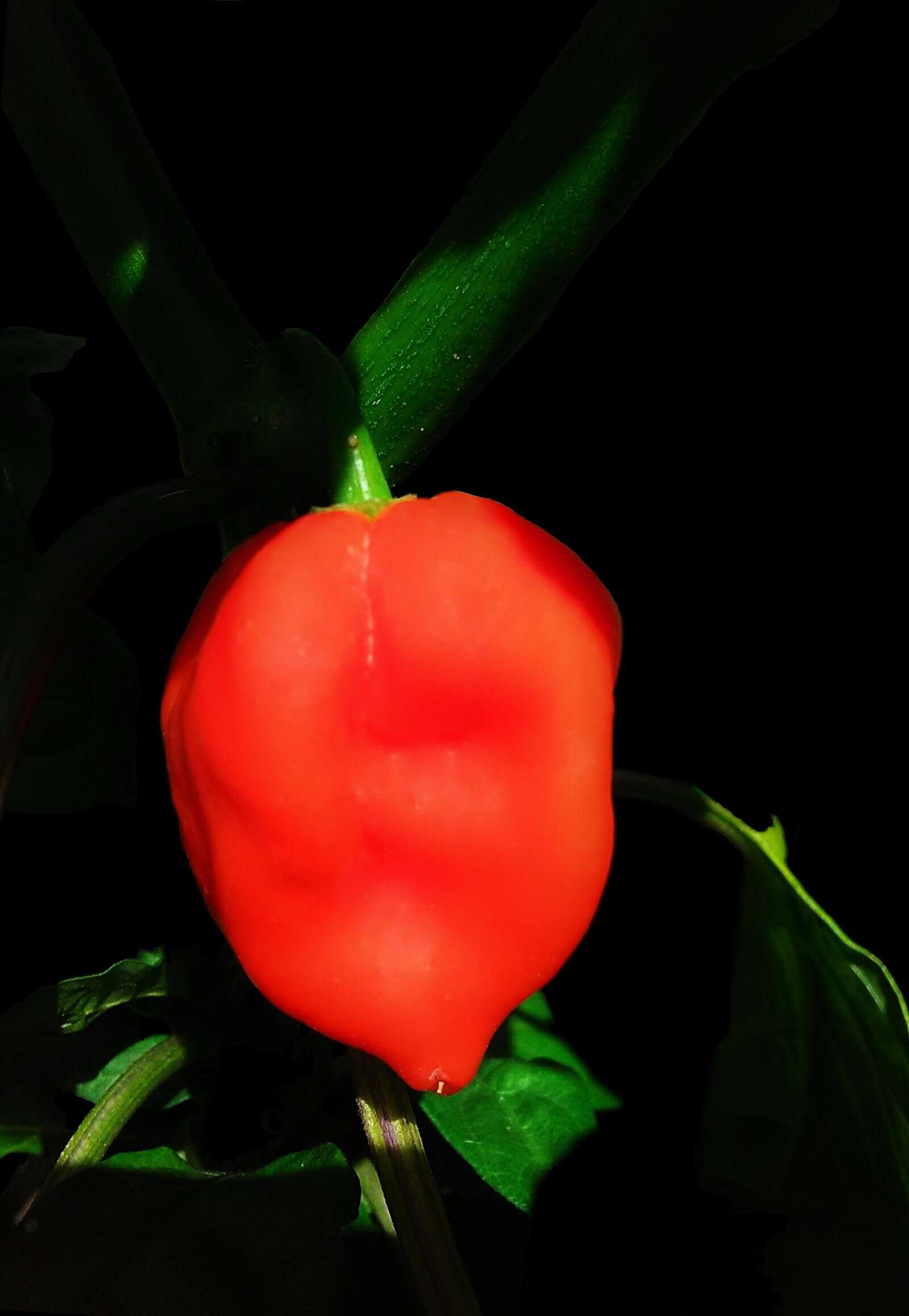 Image of Capsicum chinense