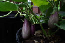 Image of eggplant