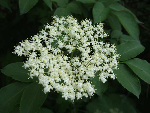 Imagem de Sambucus nigra L.