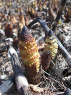 Image of Great Horsetail