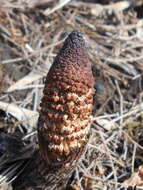 Image of Great Horsetail