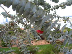 Image of Eucalyptus rhodantha Blakely & Steedm.