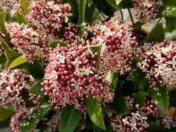 Image of Skimmia