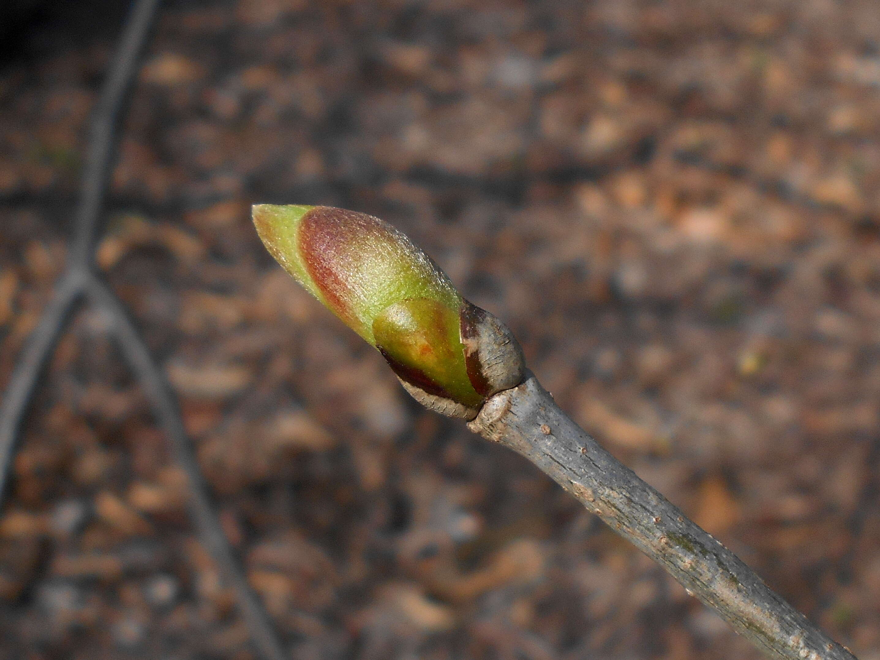 Image of American Basswood