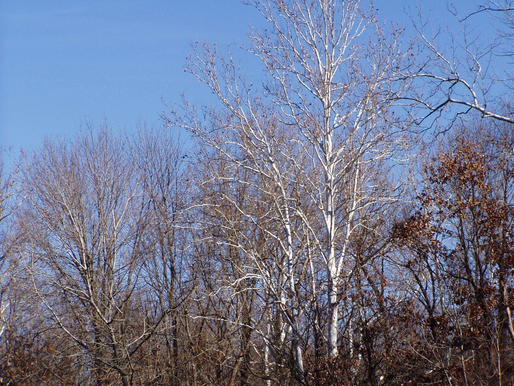 Imagem de Platanus occidentalis L.