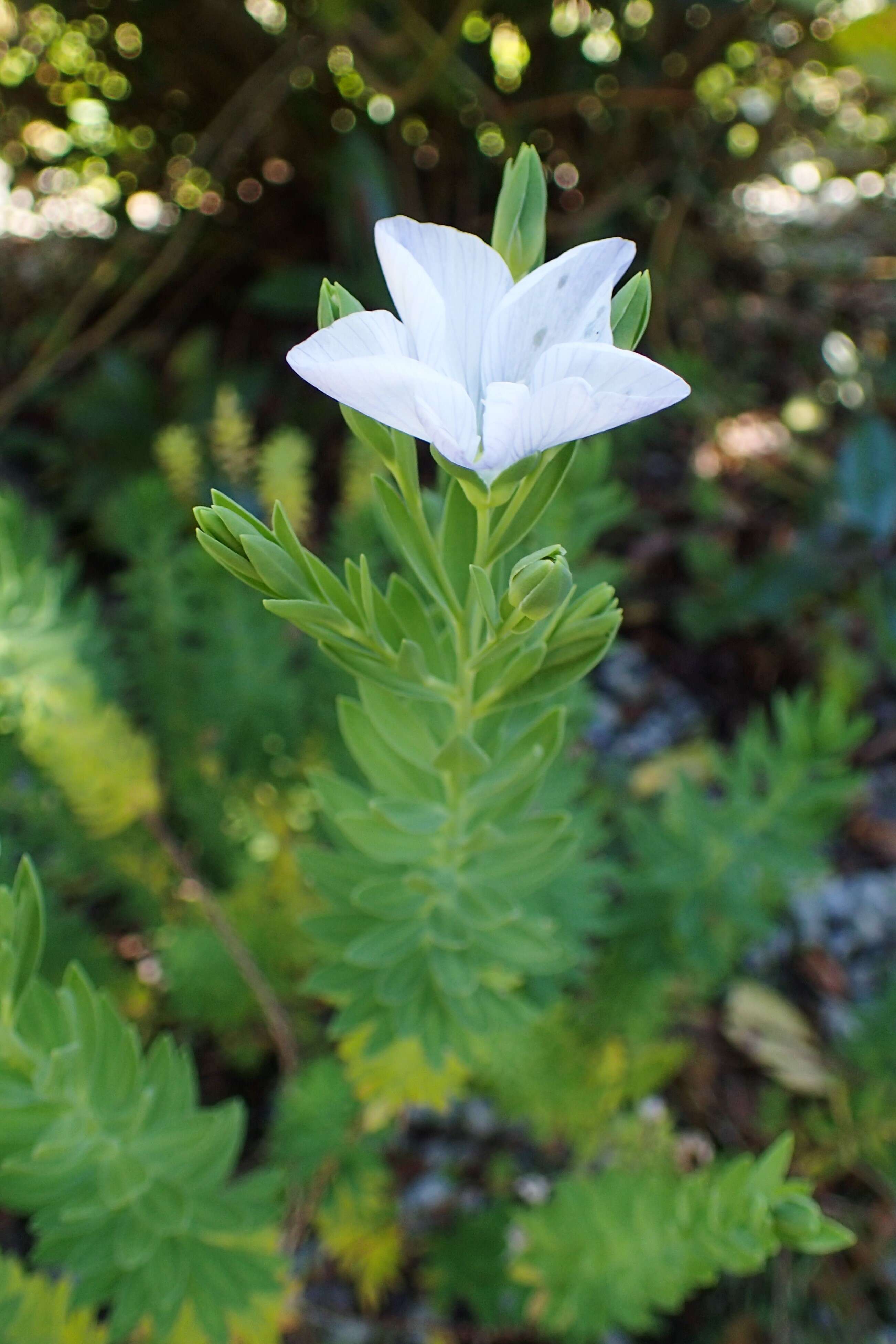 Imagem de Linum monogynum Forst. fil.