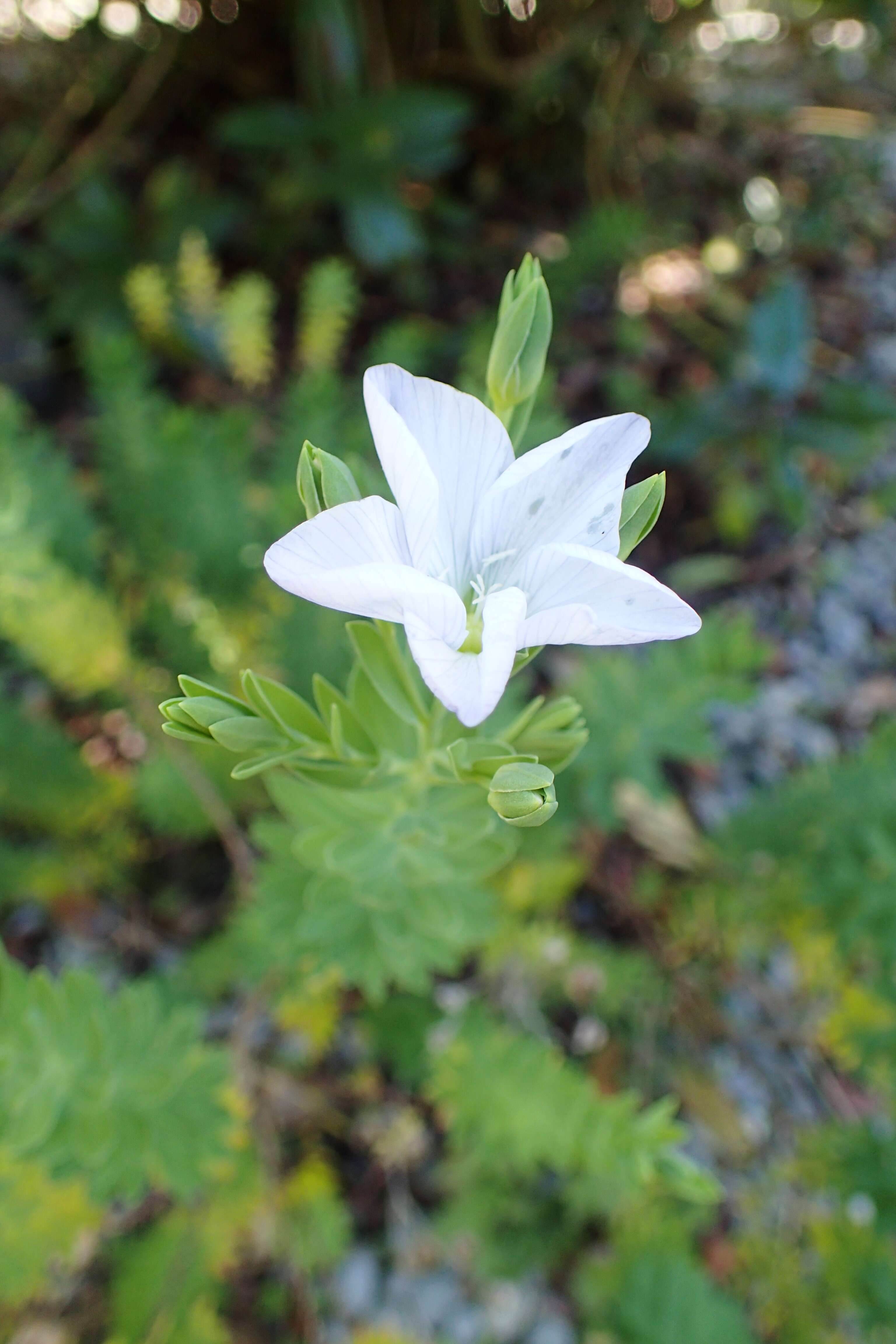 Imagem de Linum monogynum Forst. fil.