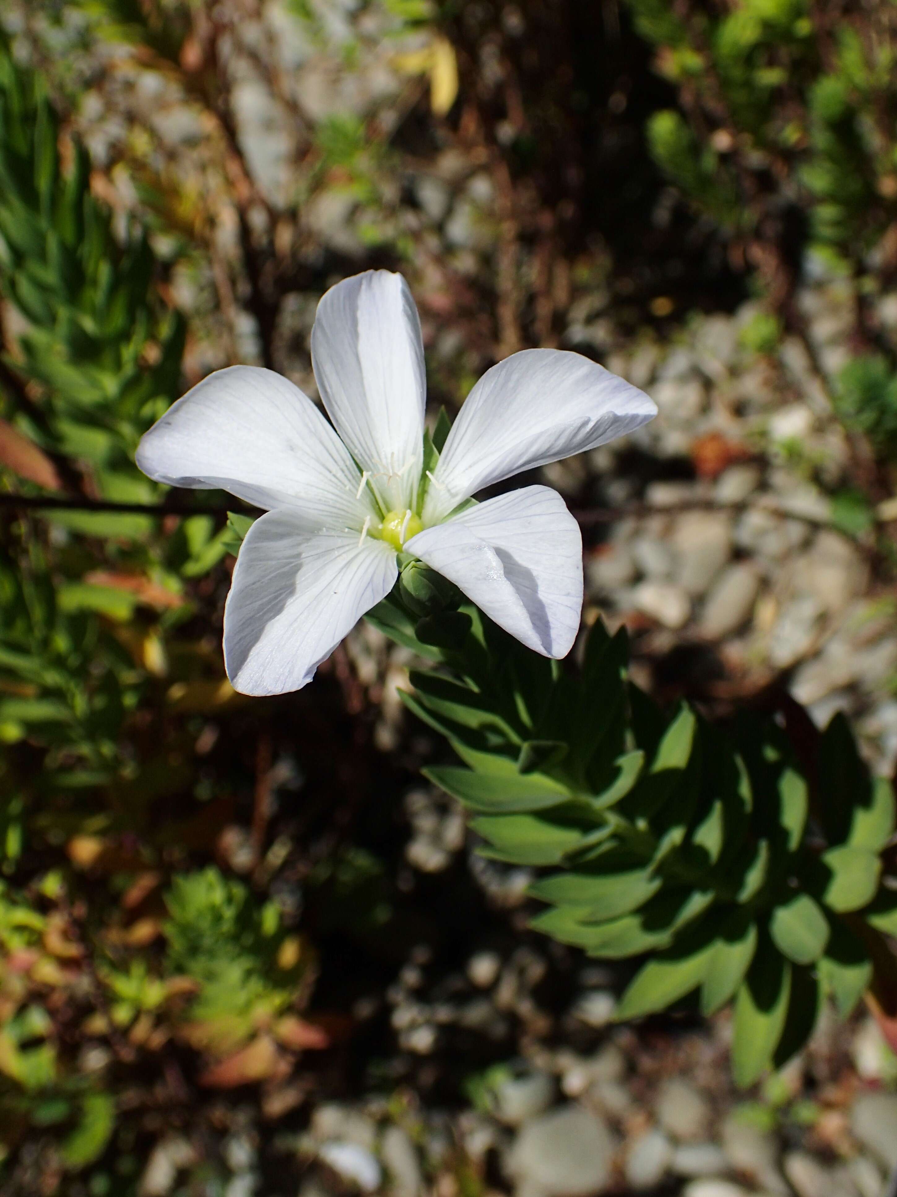 Imagem de Linum monogynum Forst. fil.