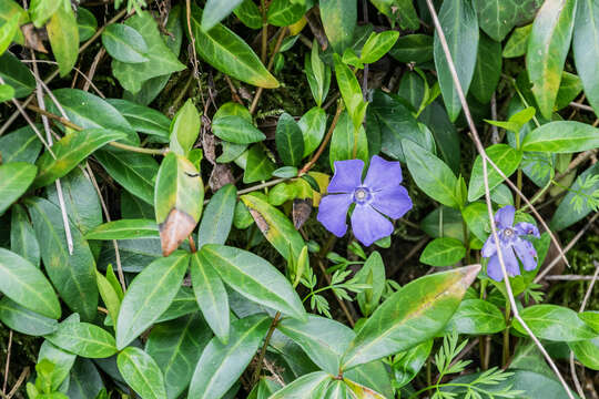 Image of Common Periwinkle