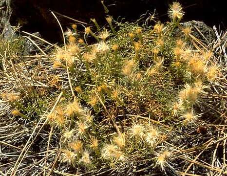 Image of serpentine goldenbush