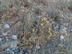 Opuntia fragilis (Nutt.) Haw. resmi