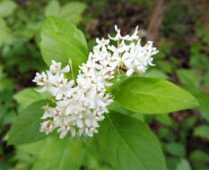 Image of Texas milkweed