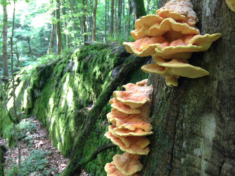 Image of Bracket Fungus