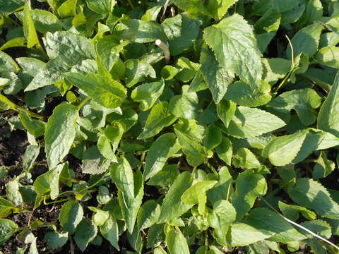 Image of Campanula punctata var. punctata