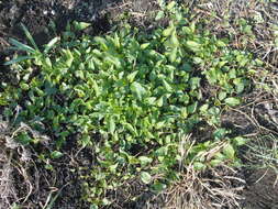 Image of Campanula punctata var. punctata