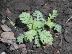 Image of Dyer's Chamomile