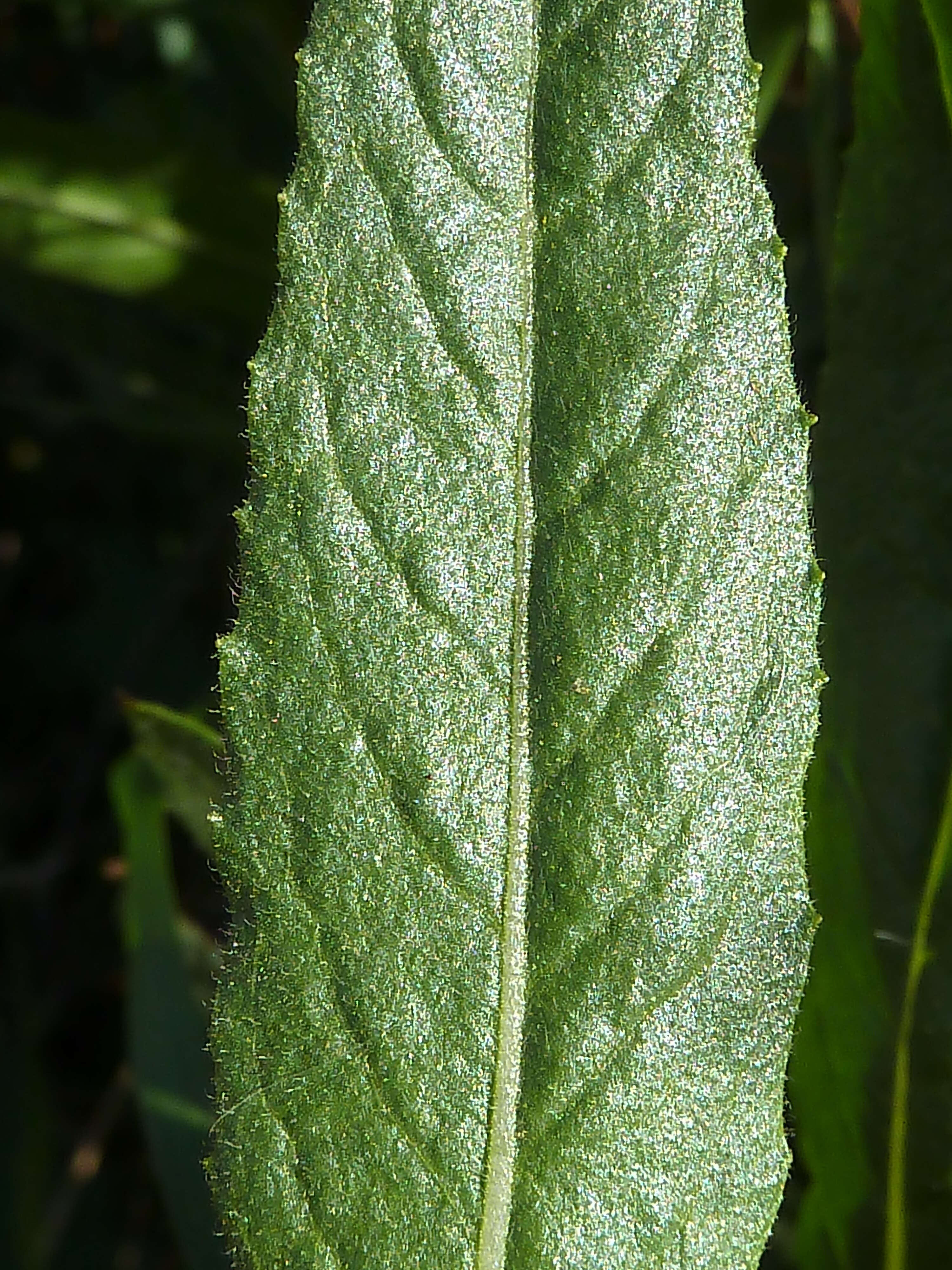 Image of Strong-smelling Inula