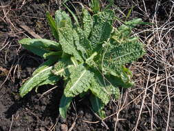 Image of Dipsacus fullonum