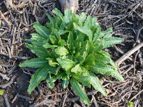 Image of Dipsacus fullonum