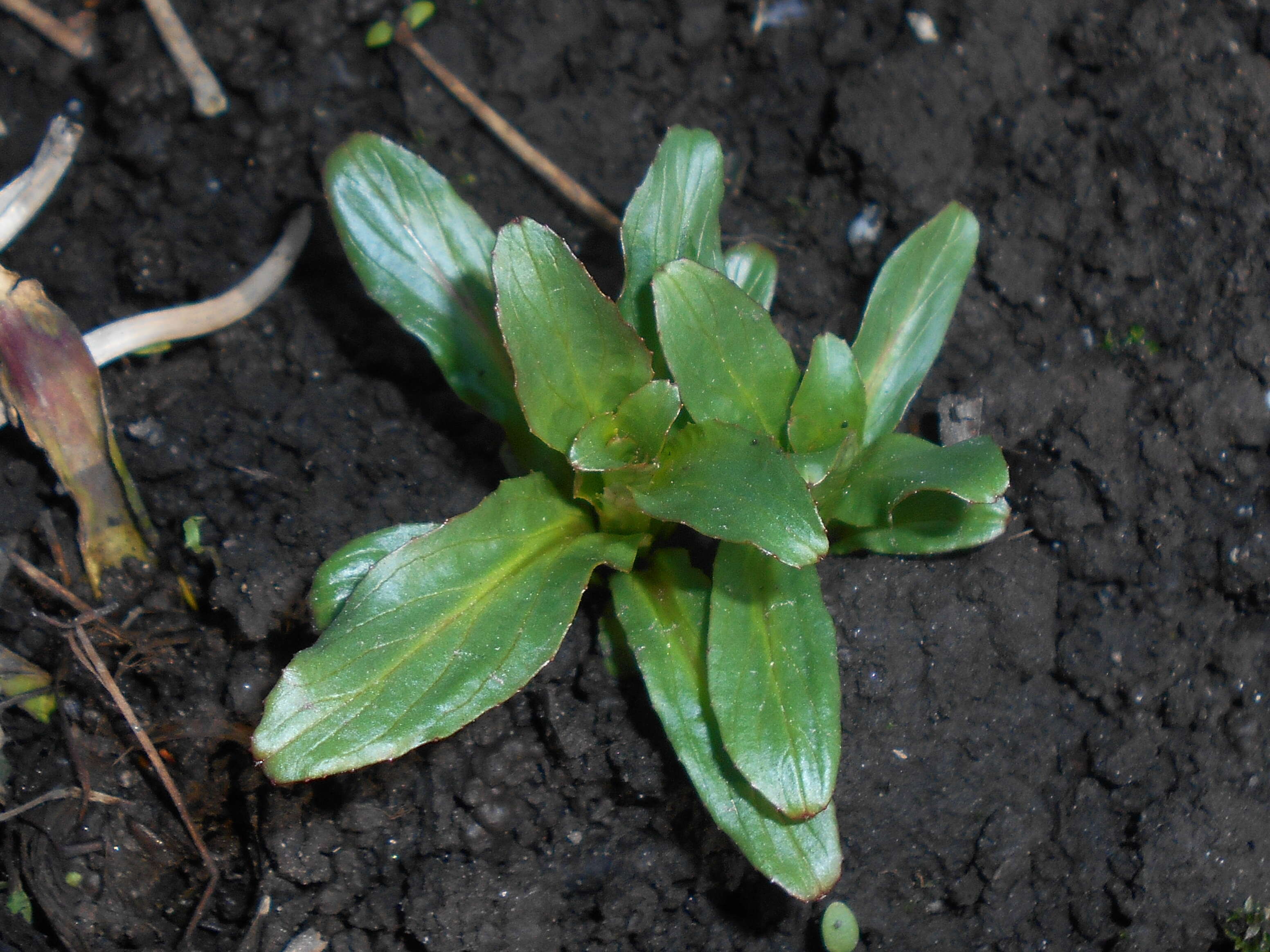 Image of Great Willowherb