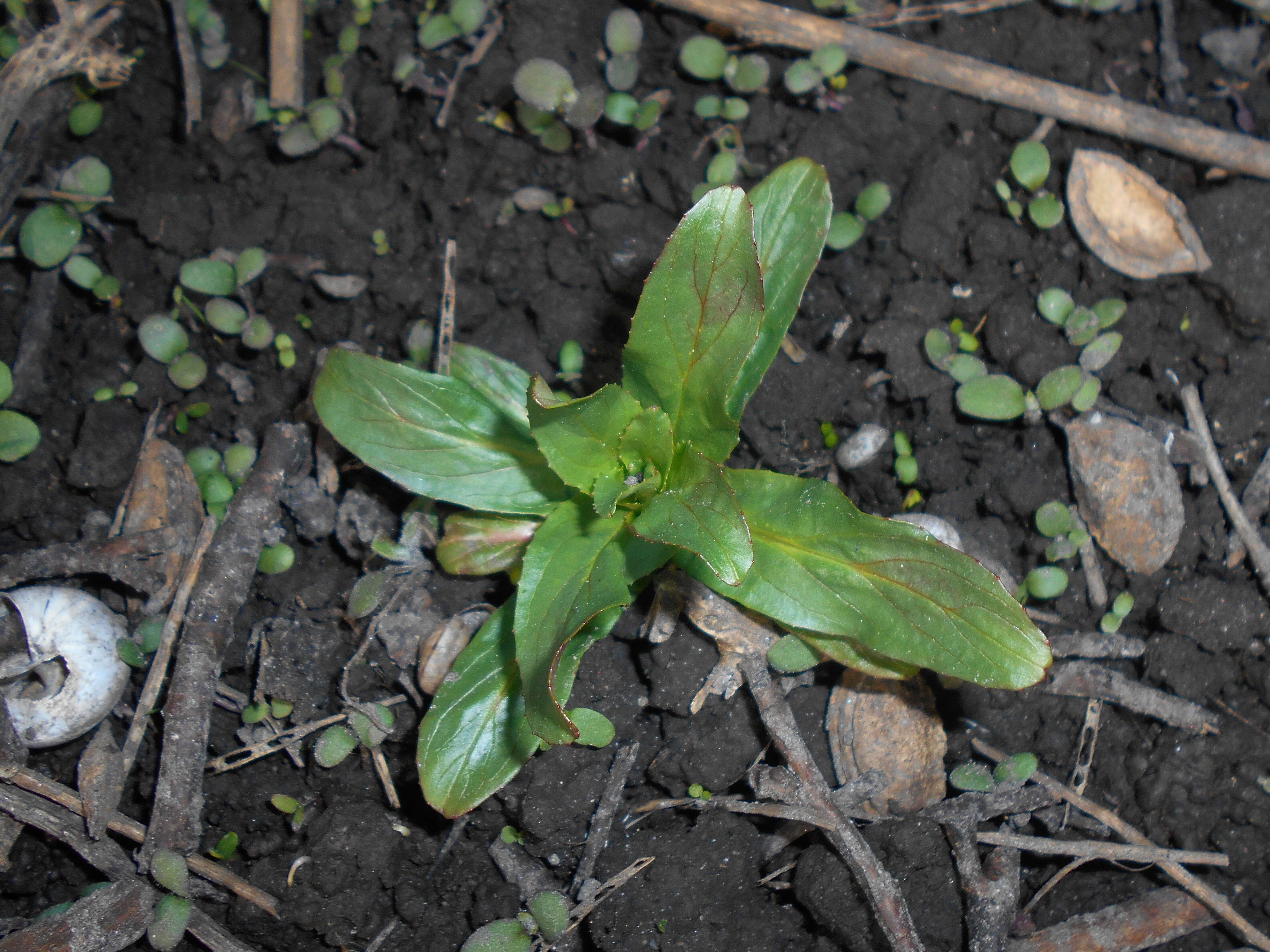 Слика од Epilobium hirsutum L.