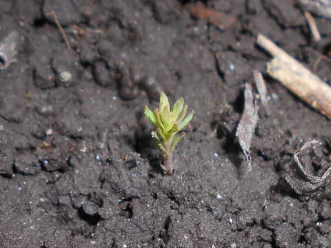 Image of Common Toadflax