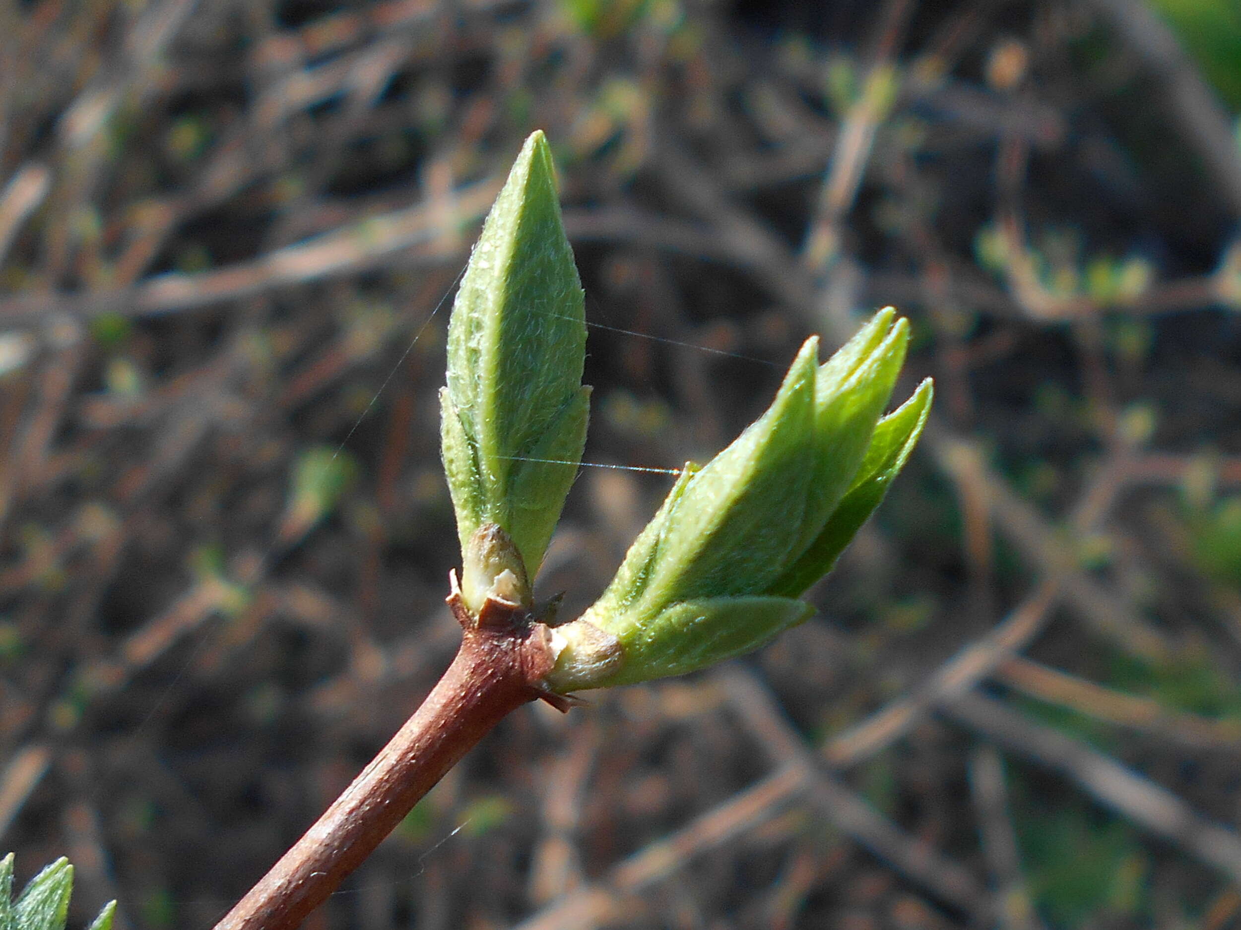 Image of sweet mock orange