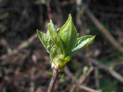 Image of sweet mock orange