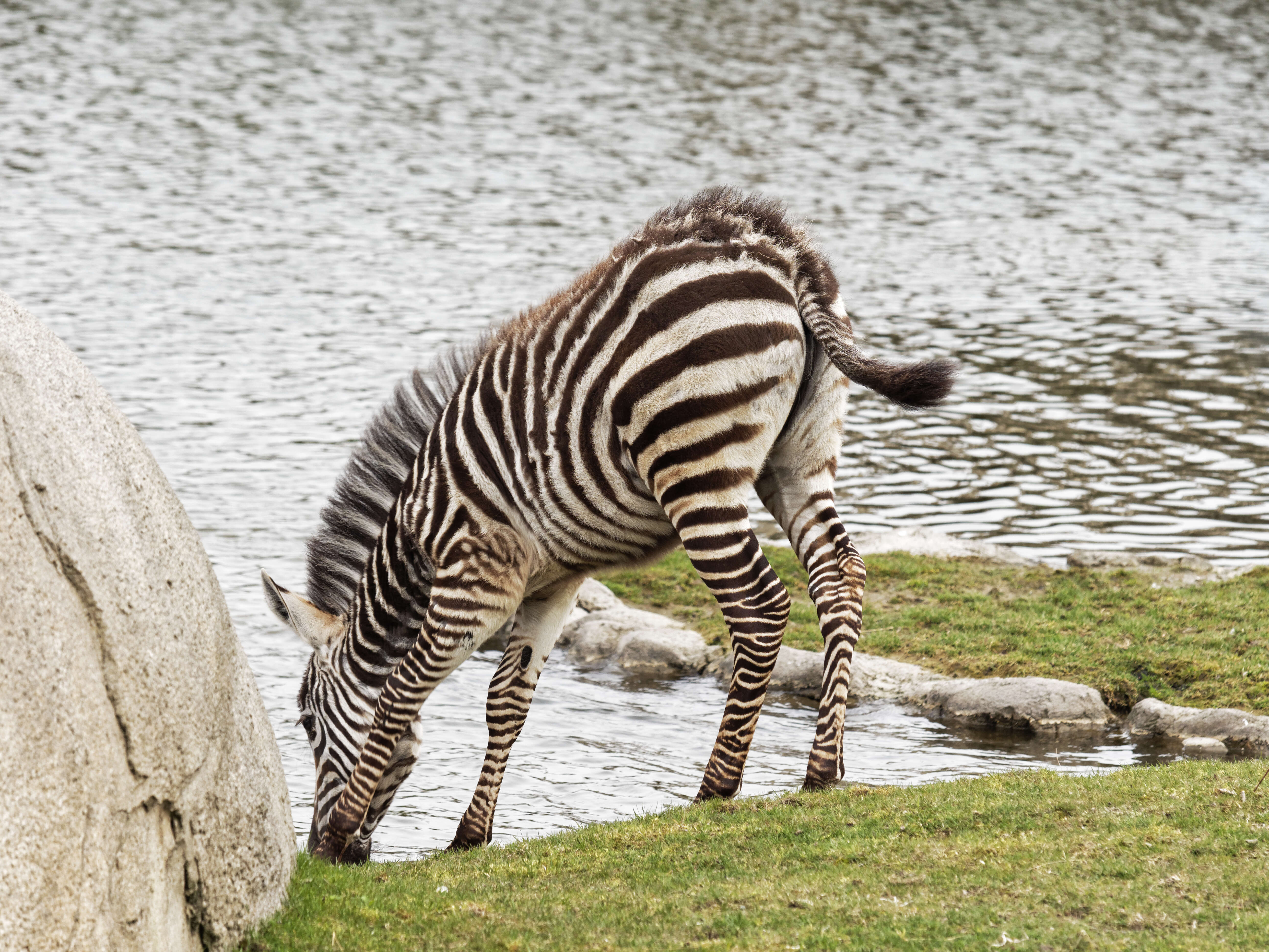 Image of Grant's zebra