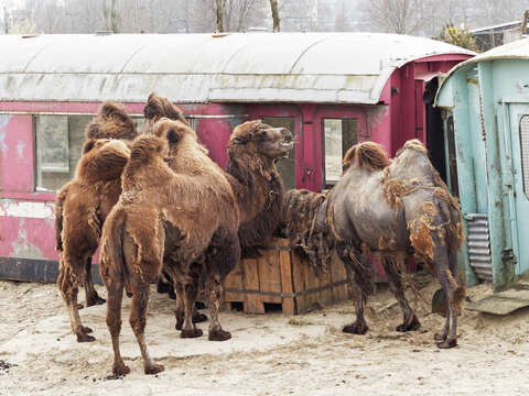 Image of Bactrian camel