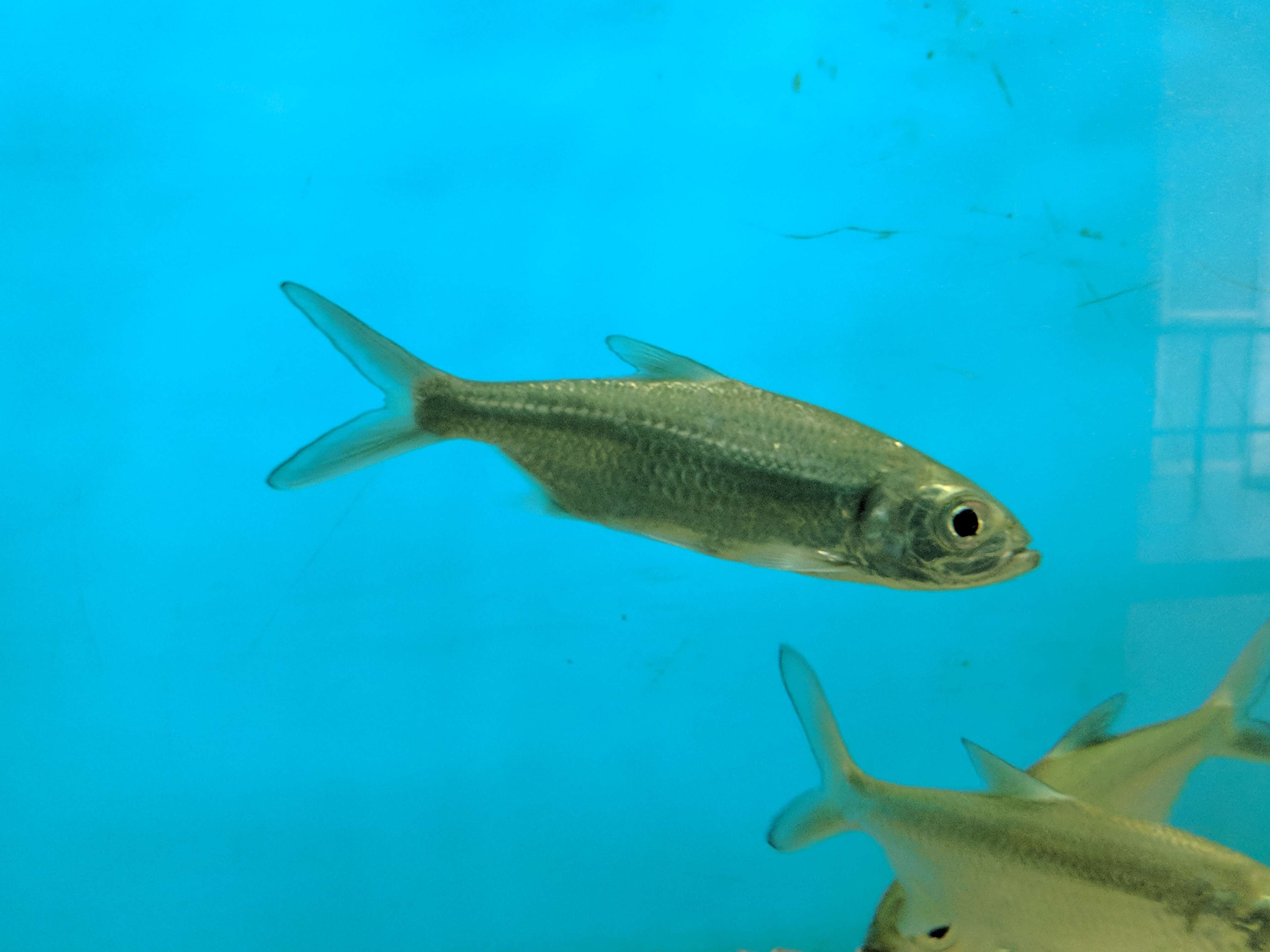 Image of Indo-Pacific Tarpon