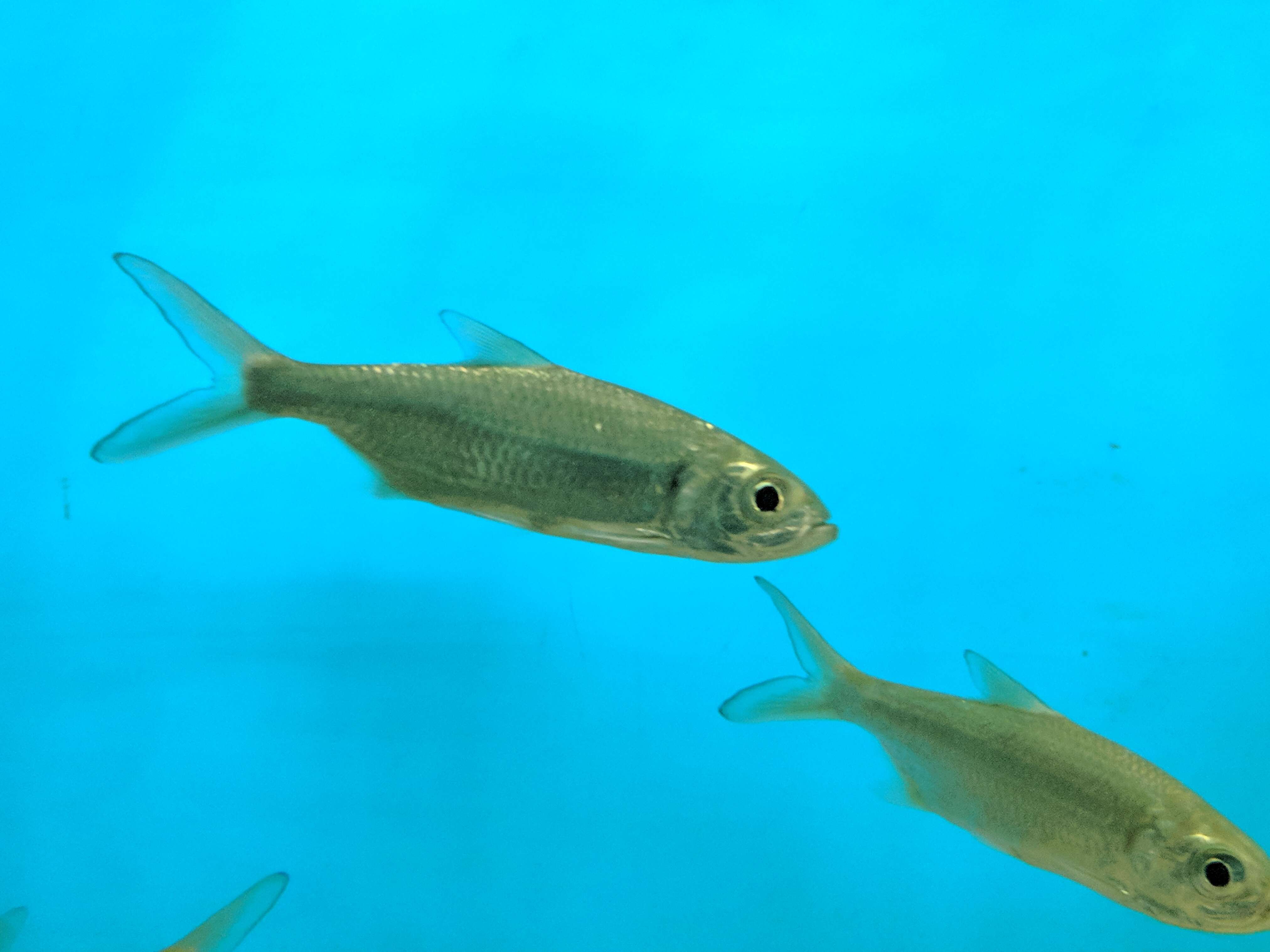 Image of Indo-Pacific Tarpon