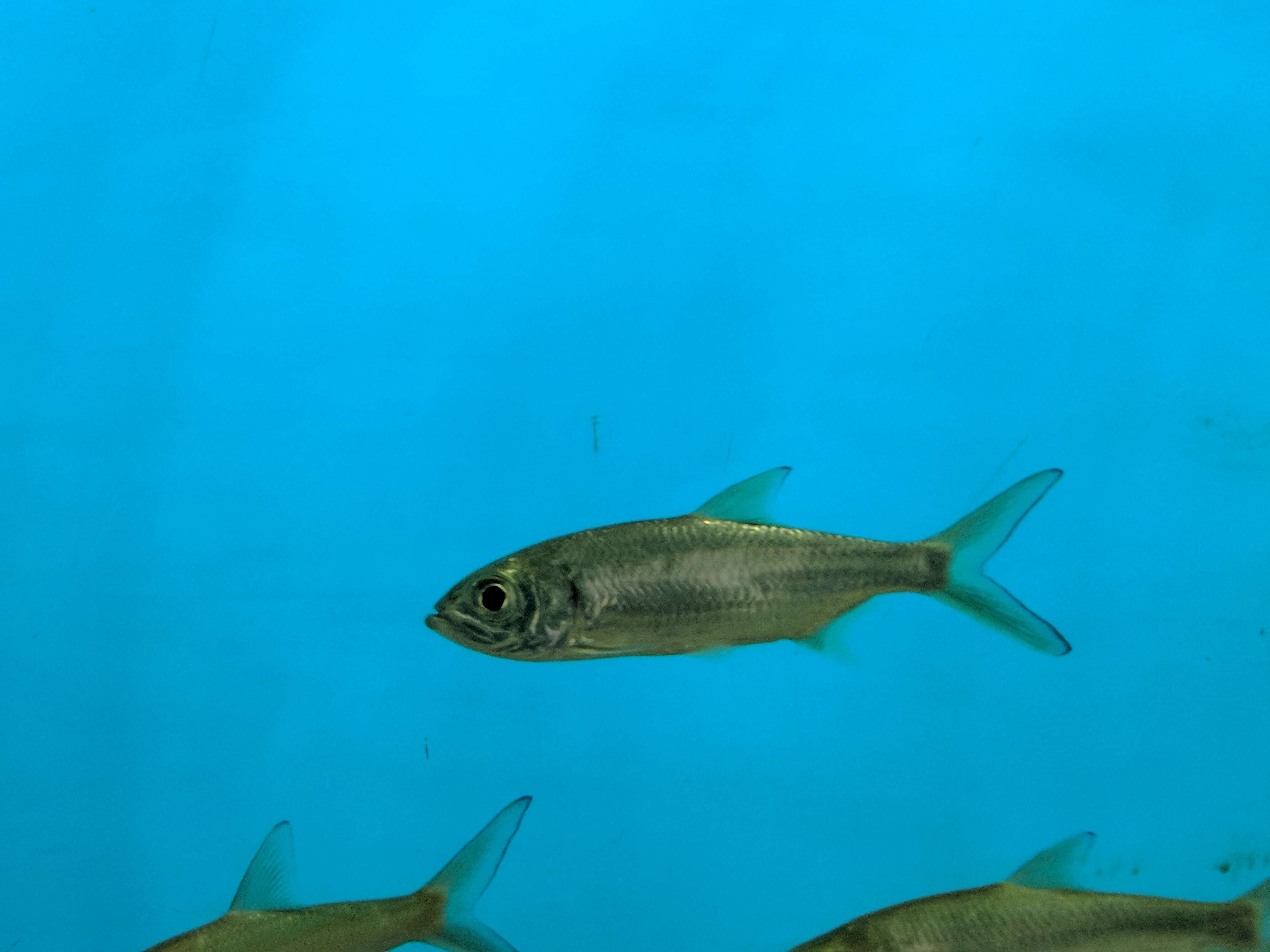 Image of Indo-Pacific Tarpon