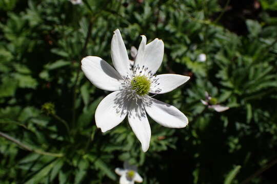 Image of <i>Anemone rivularis</i>