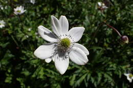 Image of <i>Anemone rivularis</i>