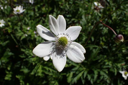 Image of <i>Anemone rivularis</i>