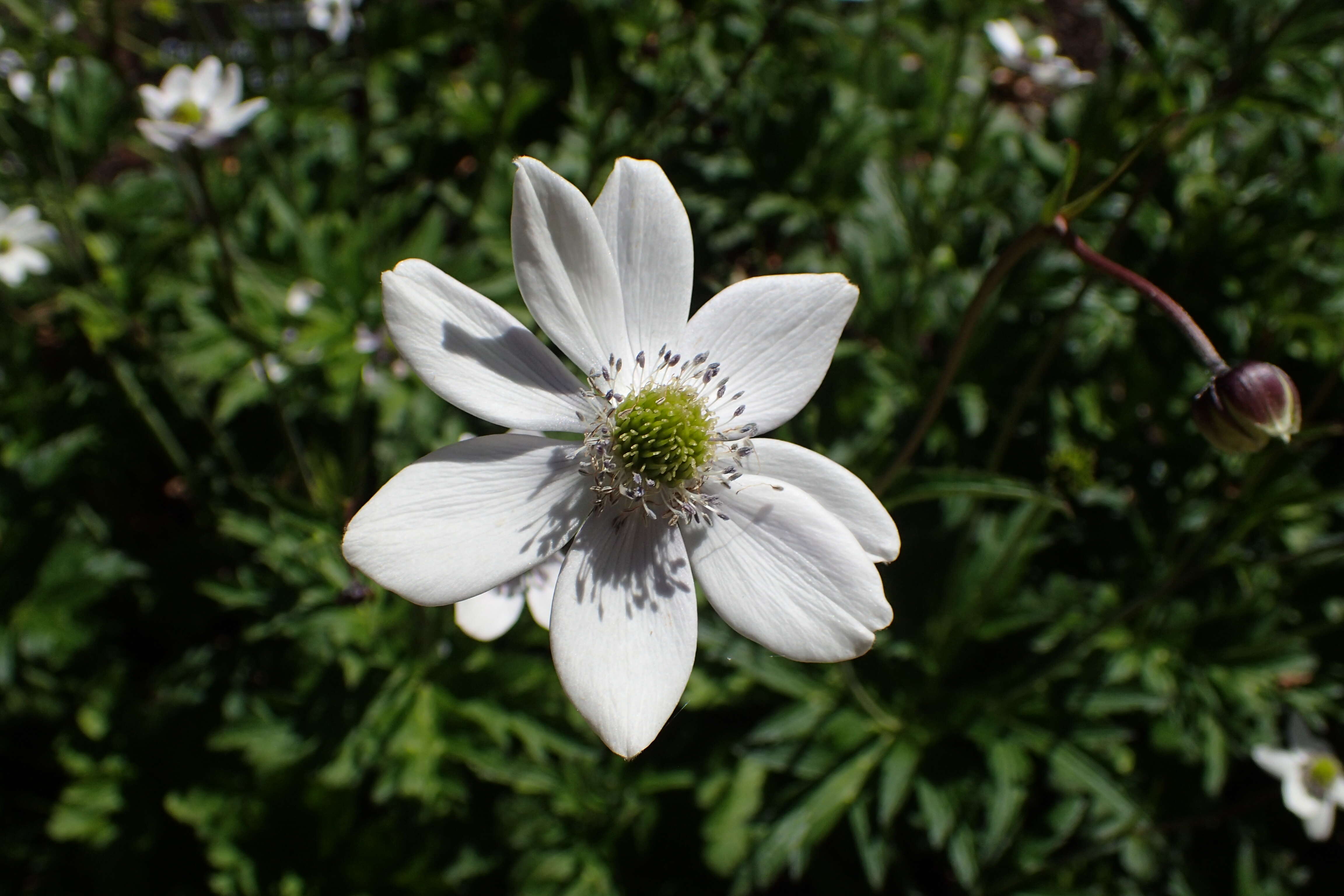 Image de <i>Anemone rivularis</i>