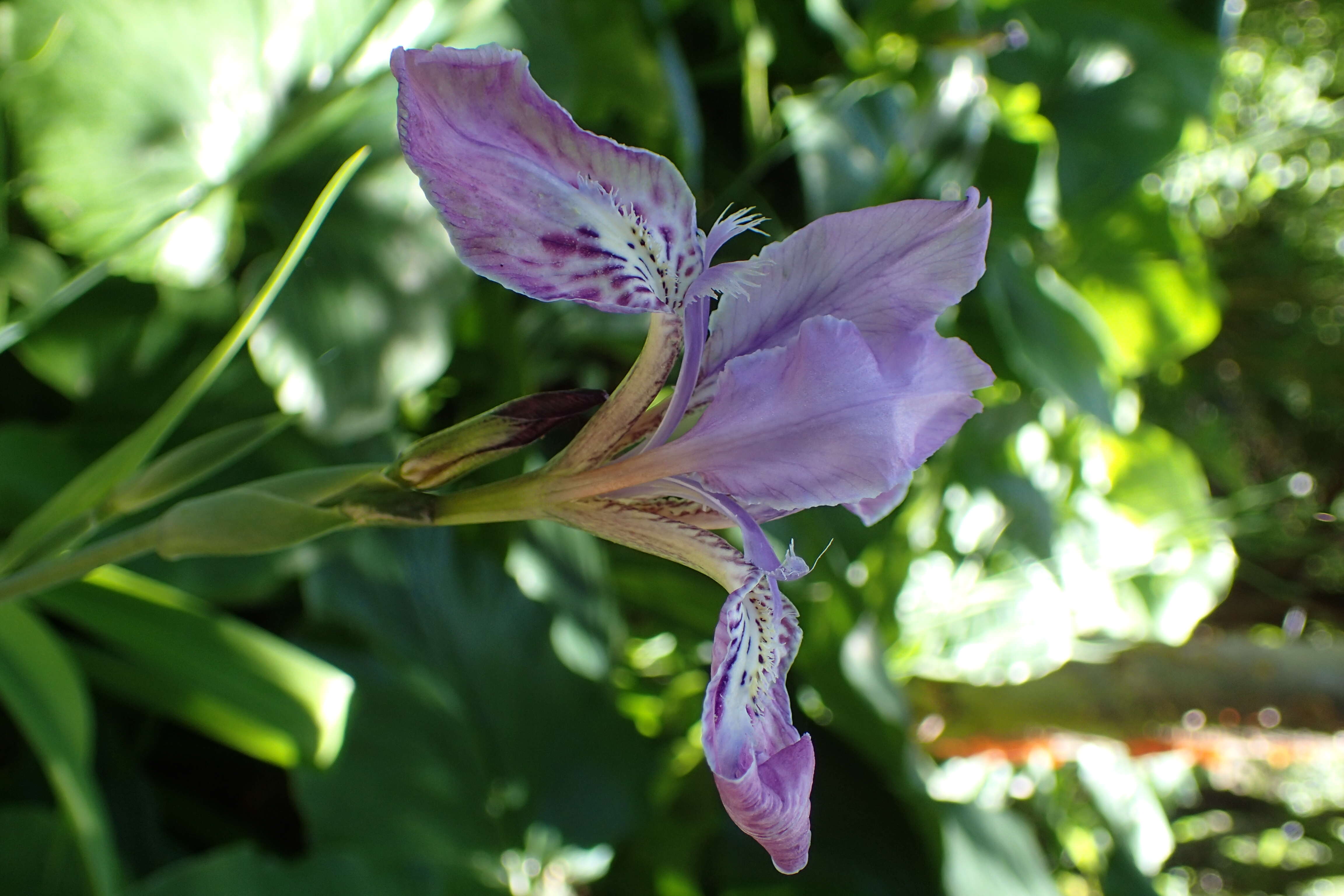 Image of Iris kemaonensis Wall. ex D. Don