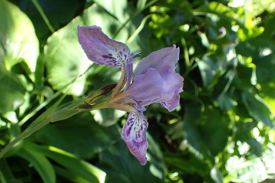 Image of Iris kemaonensis Wall. ex D. Don