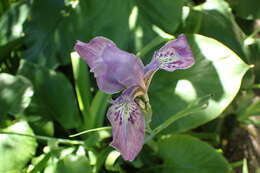 Image of Iris kemaonensis Wall. ex D. Don