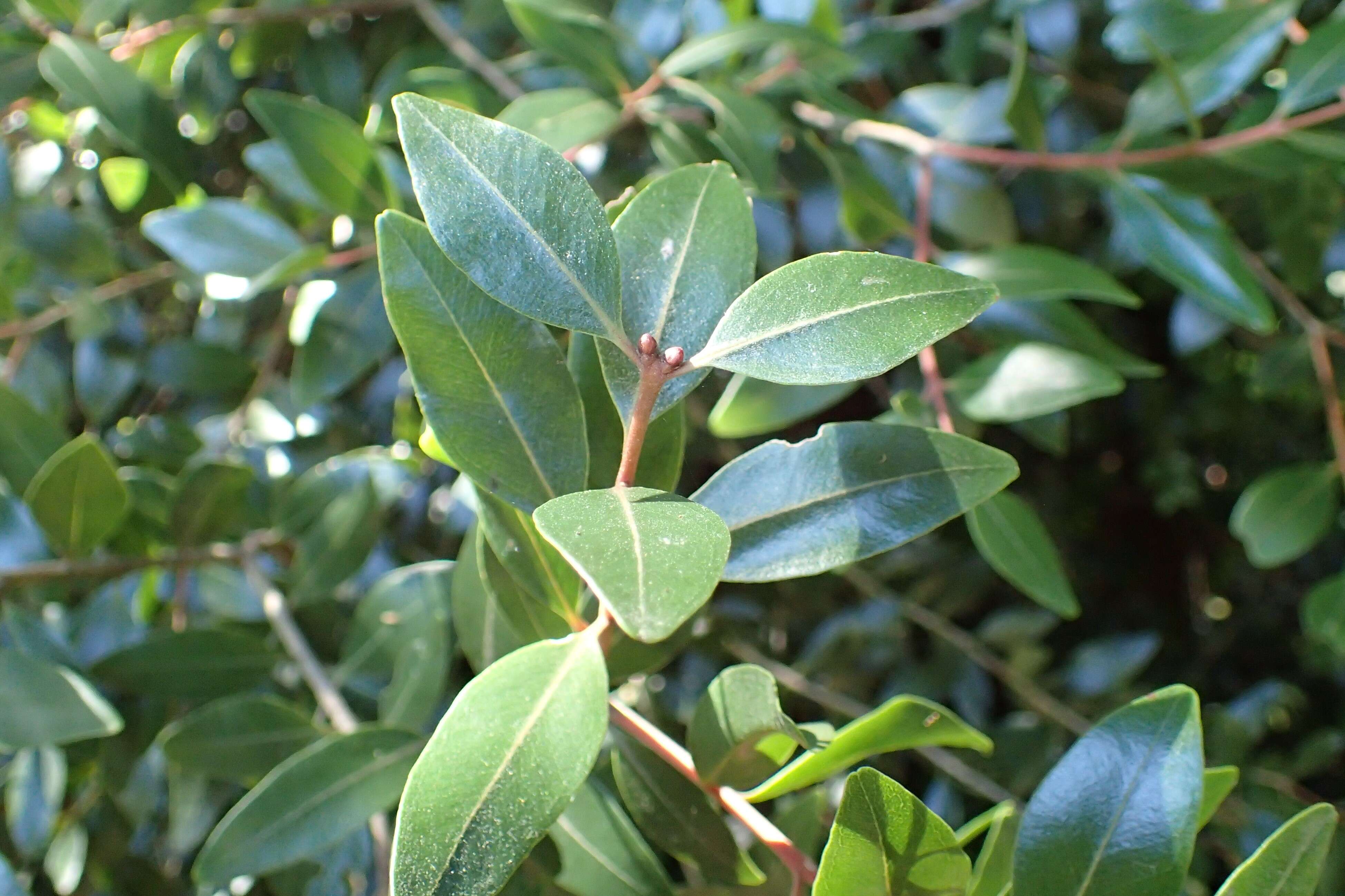 Image de Metrosideros robusta A. Cunn.