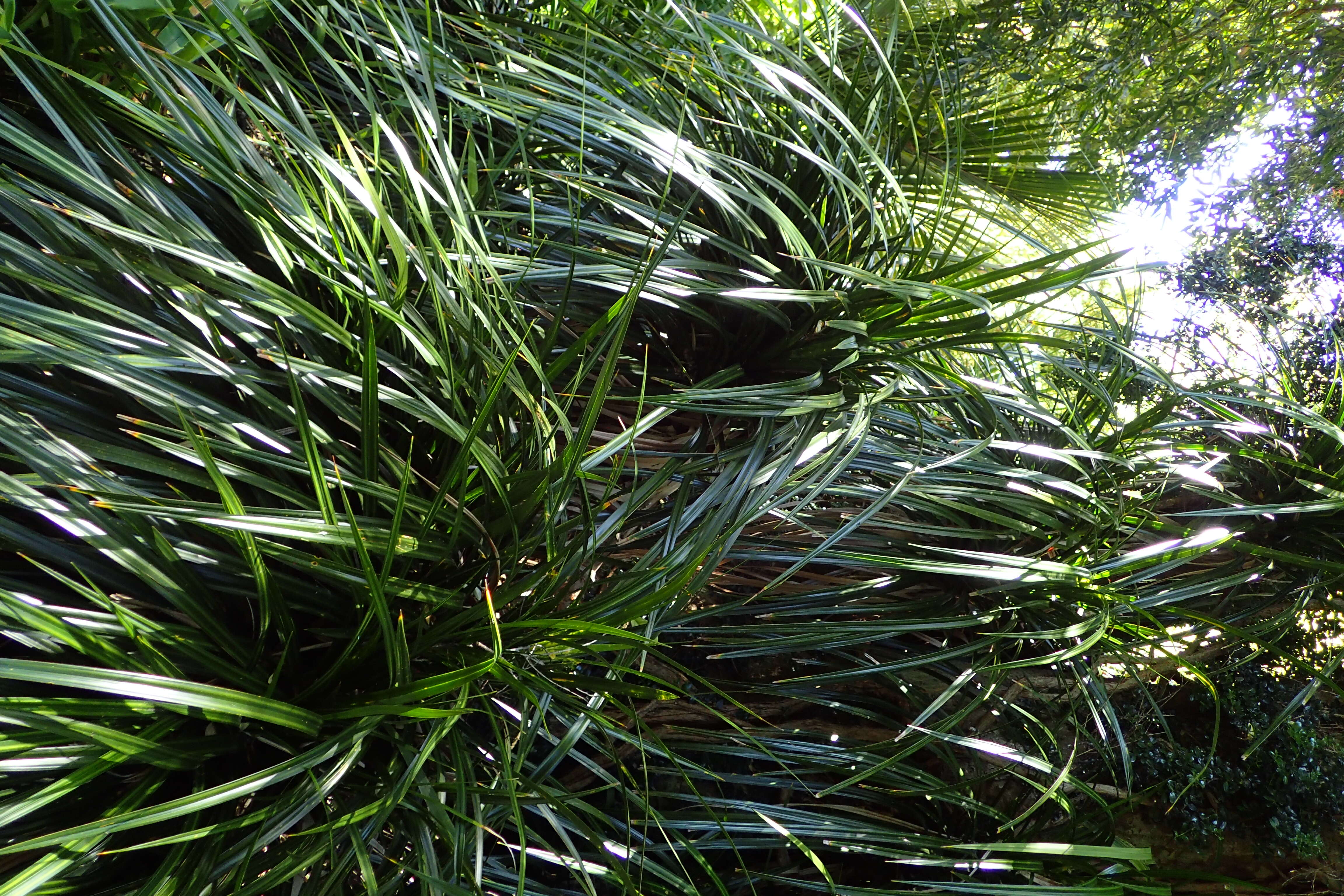 Image of Freycinetia banksii A. Cunn.