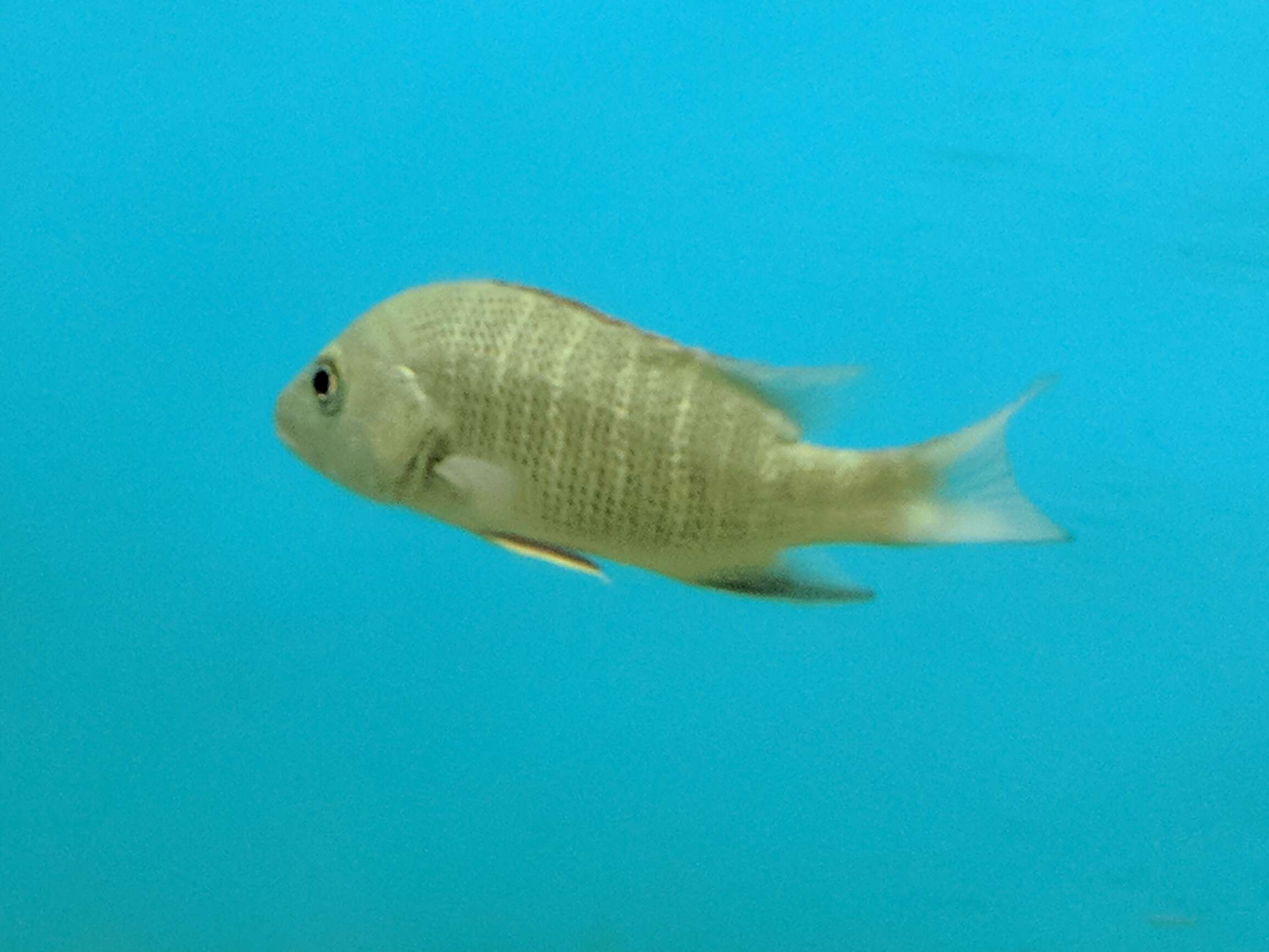 Image of Common snappers