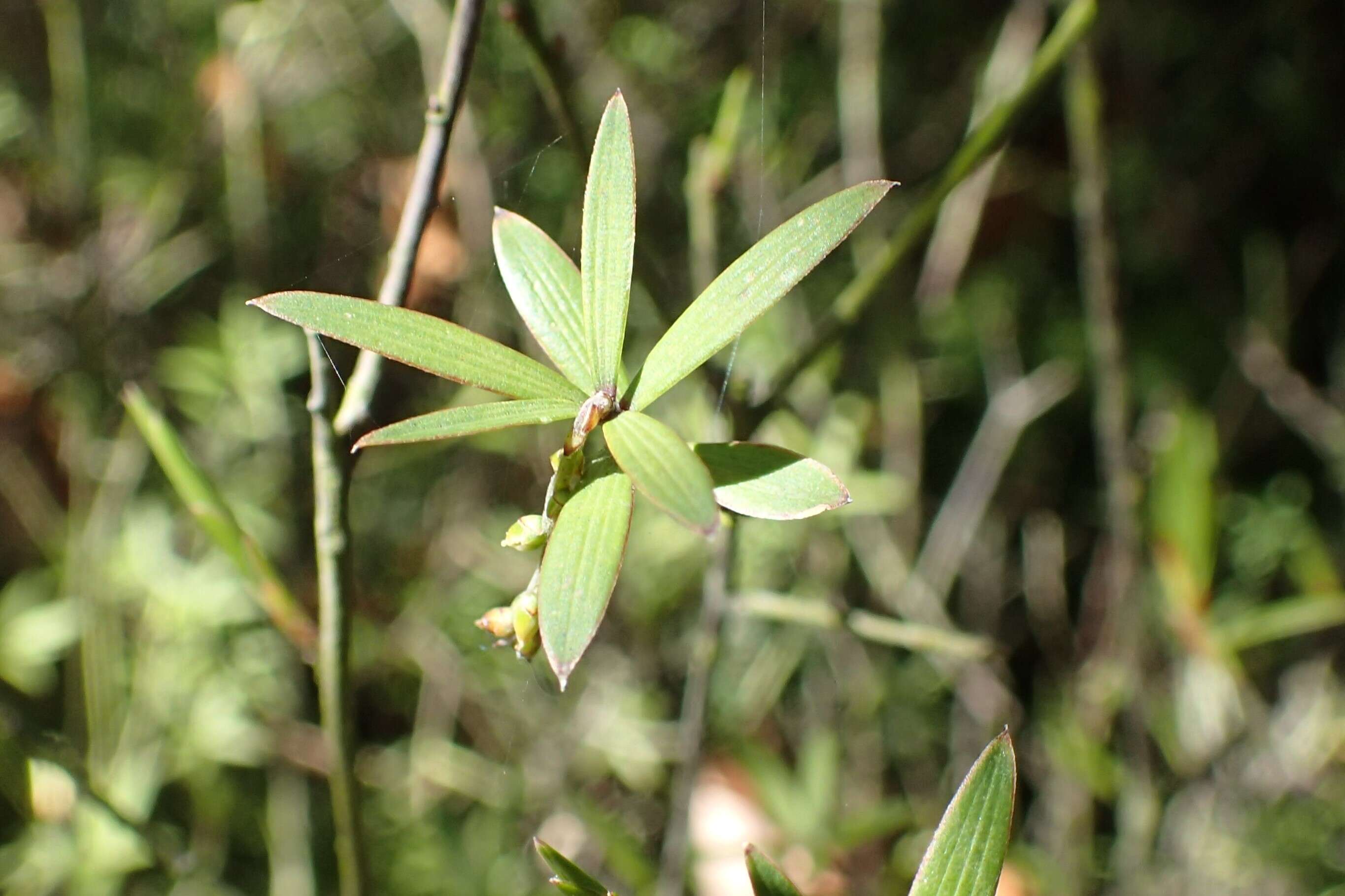 Image of Leucopogon fasciculatus