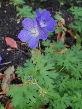 Imagem de Geranium himalayense Klotzsch ex Klotzsch & Garcke