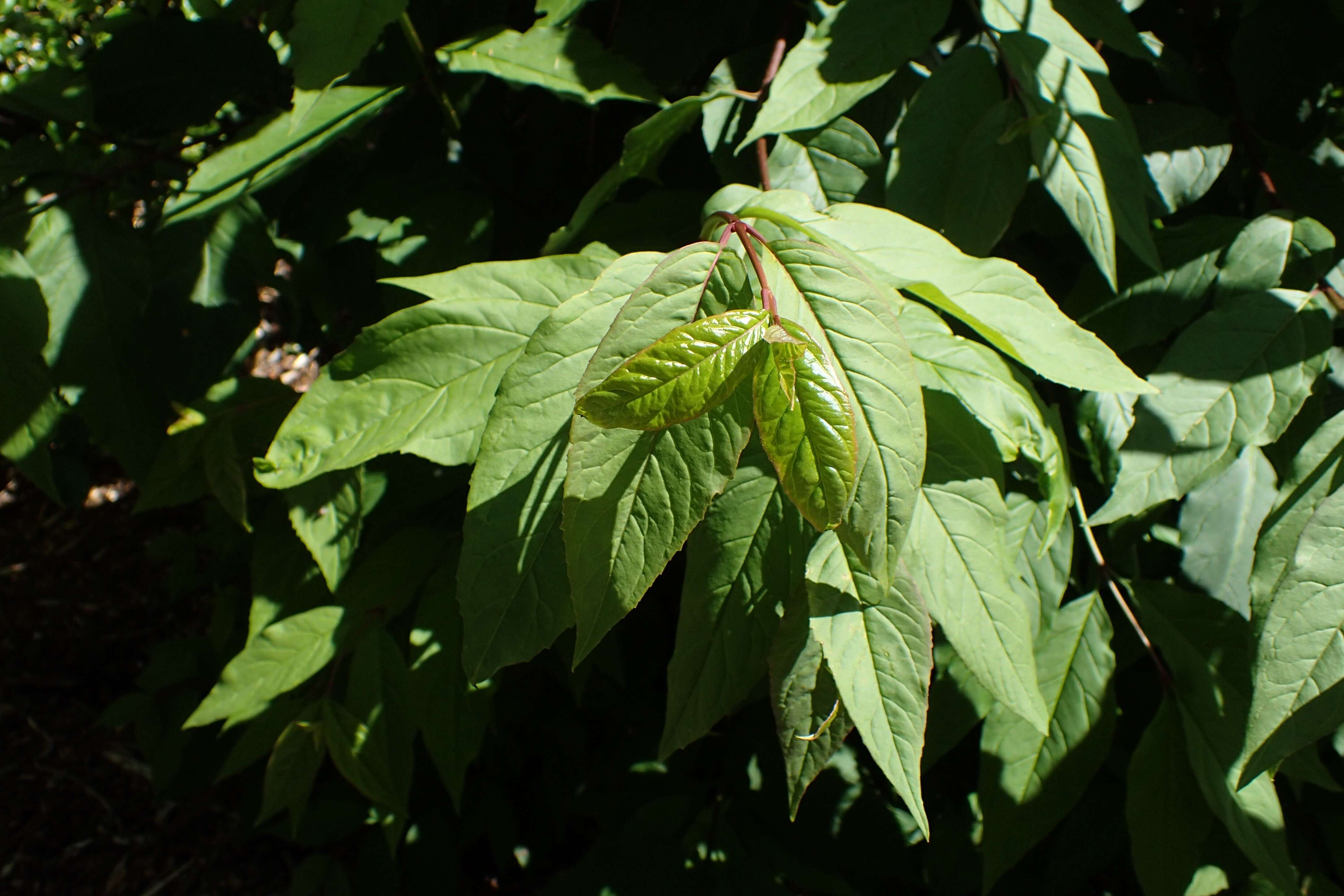 Image of weeping forsythia